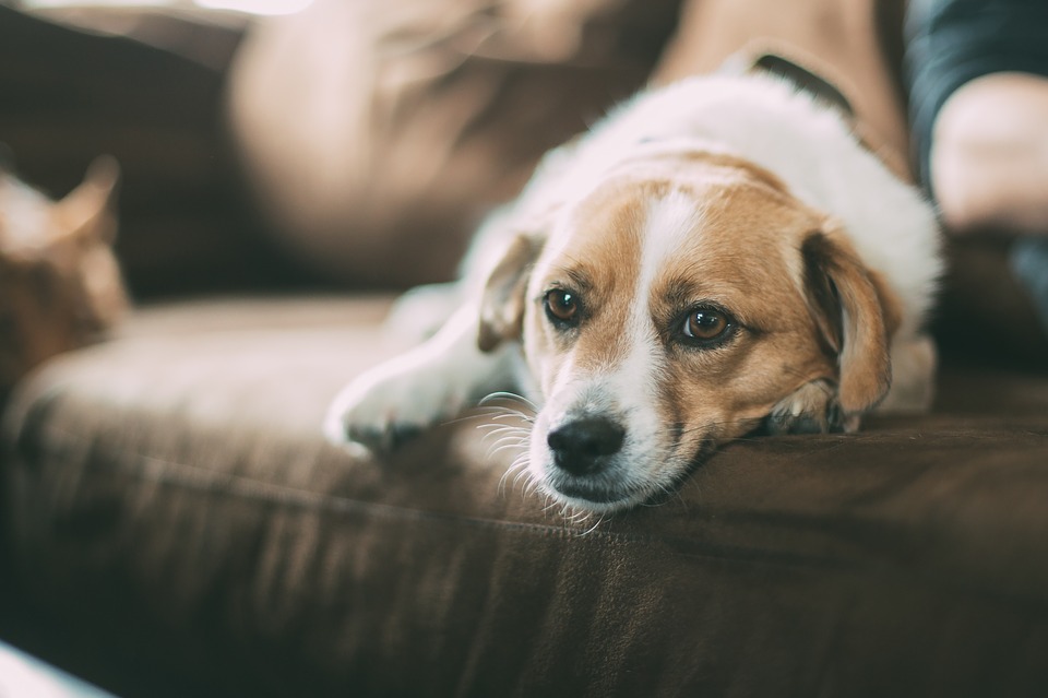 Cómo eliminar plagas de pulgas y garrapatas en tu mascota