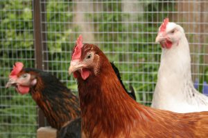 Cómo desinfectar un gallinero