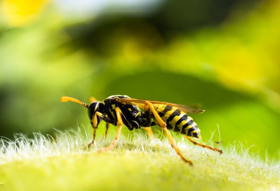 Zotal lanza el insecticida ARPON ALFASECT