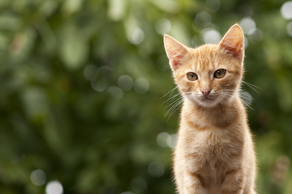 Cómo cuidar a tu gato