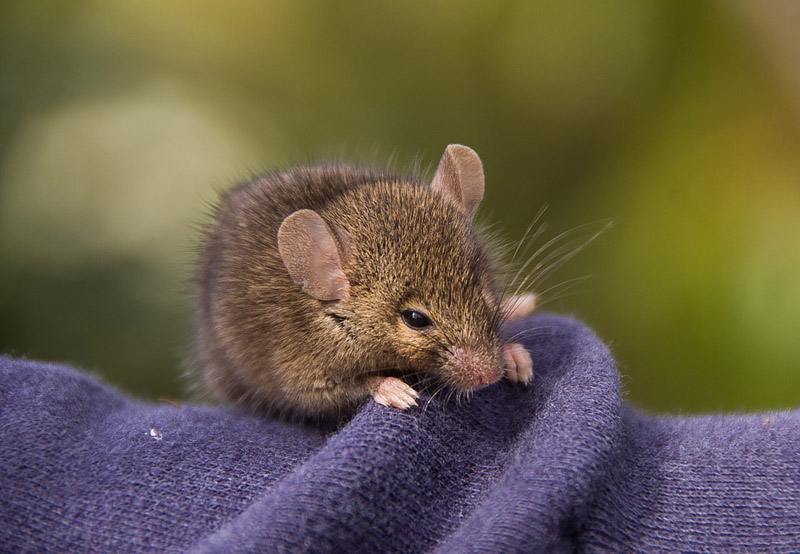 Como Eliminar Ratas, actúa con efectividad - Iluroplagas