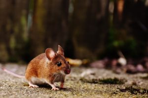 Cómo usar raticidas para eliminar pagas de roedores