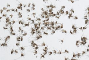 Imagen destacada sobre 5 productos para ahuyentar mosquitos que quizás no conocías que vendiese zotal