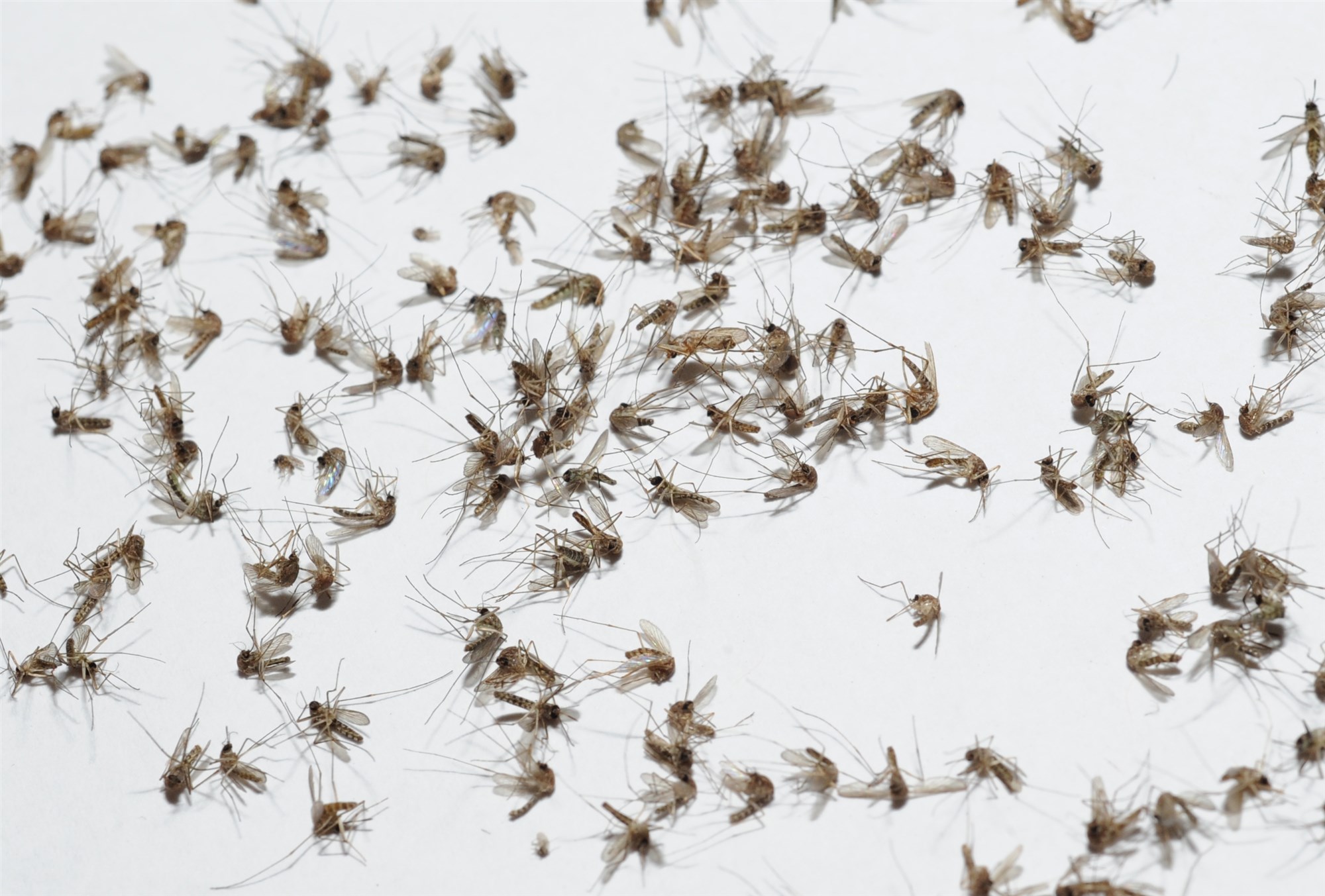 Imagen destacada sobre 5 productos para ahuyentar mosquitos que quizás no conocías que vendiese zotal
