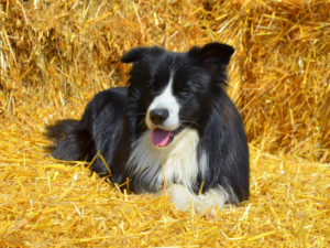 imagen destacada del post sobre las razas de perro con menos enfermedades