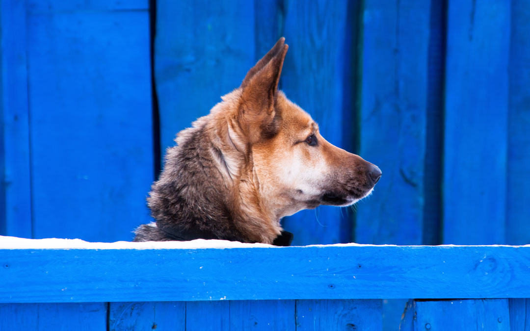 imagen destacada del artículo sobre cómo limpiar una residencia canina en el blog de Zotal