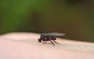 imagen destacada del post sobre Cómo prevenir la picadura y tratar la picadura de la mosca negra