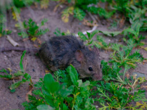 imagen destacada de la página sobre cómo saber si hay ratas en casa y cómo evitarlas en la web de Zotal