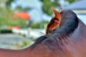 imagen destacada del artículo sobre cómo reducir el estrés en los caballos