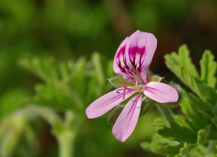 Imagen de pelargonio en el post «Qué es el Geraniol y para qué se usa» de Zotal