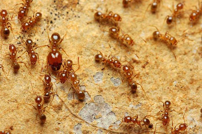 Imagen de Pheidole pallidula en el post «Cómo eliminar las hormigas de la cocina» de Zotal