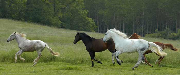 Imagen de caballos corriendo en el post «Cómo prevenir las paperas equinas» de Zotal Laboratorios