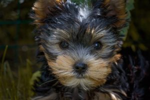 imagen destacada del post sobre cuidados básicos para cachorros de perro