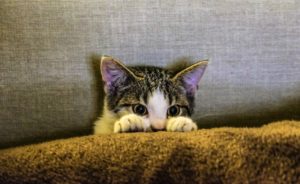 imagen destacada de la noticia de 4 consejos de higiene para gatos adoptados