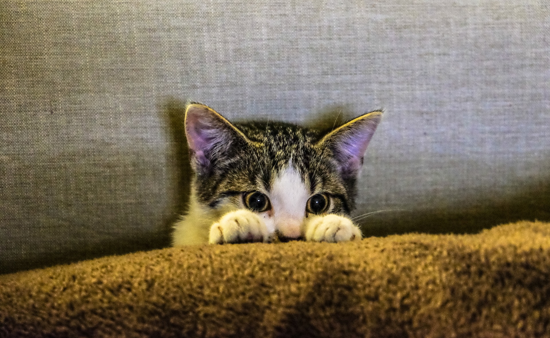 imagen destacada de la noticia de 4 consejos de higiene para gatos adoptados