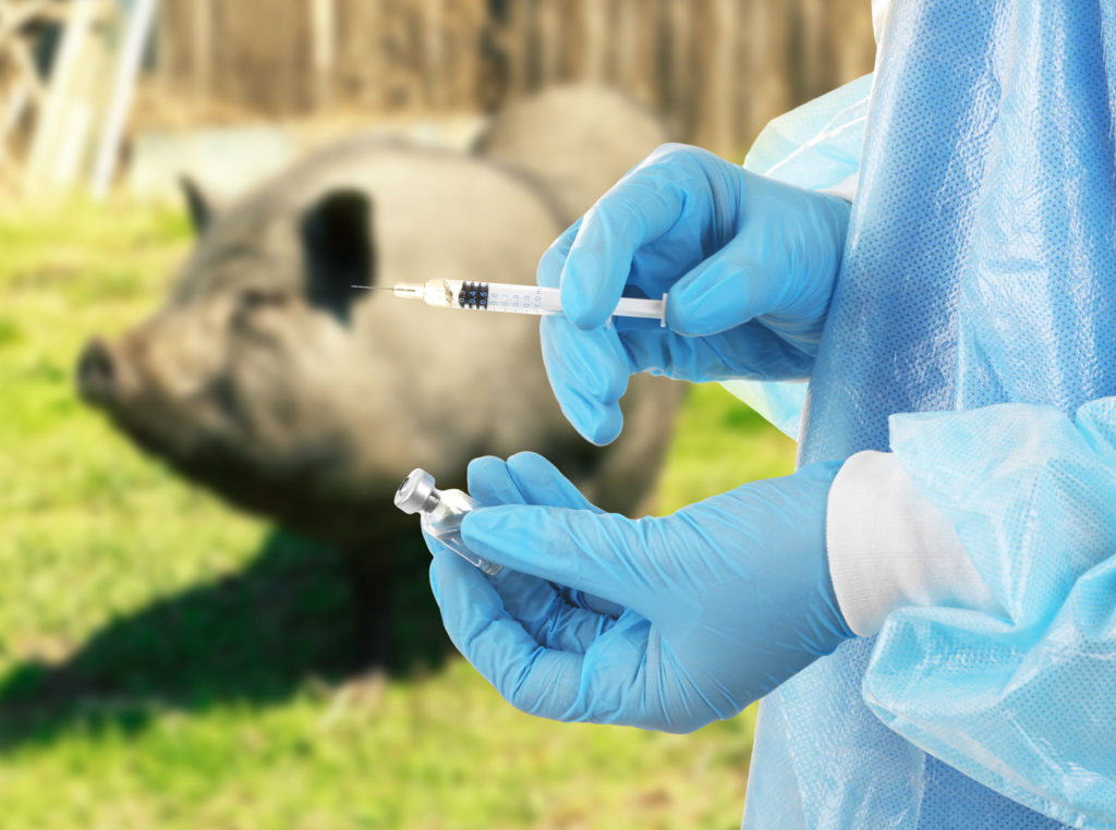 Imagen de veterinario vacunando cerdo