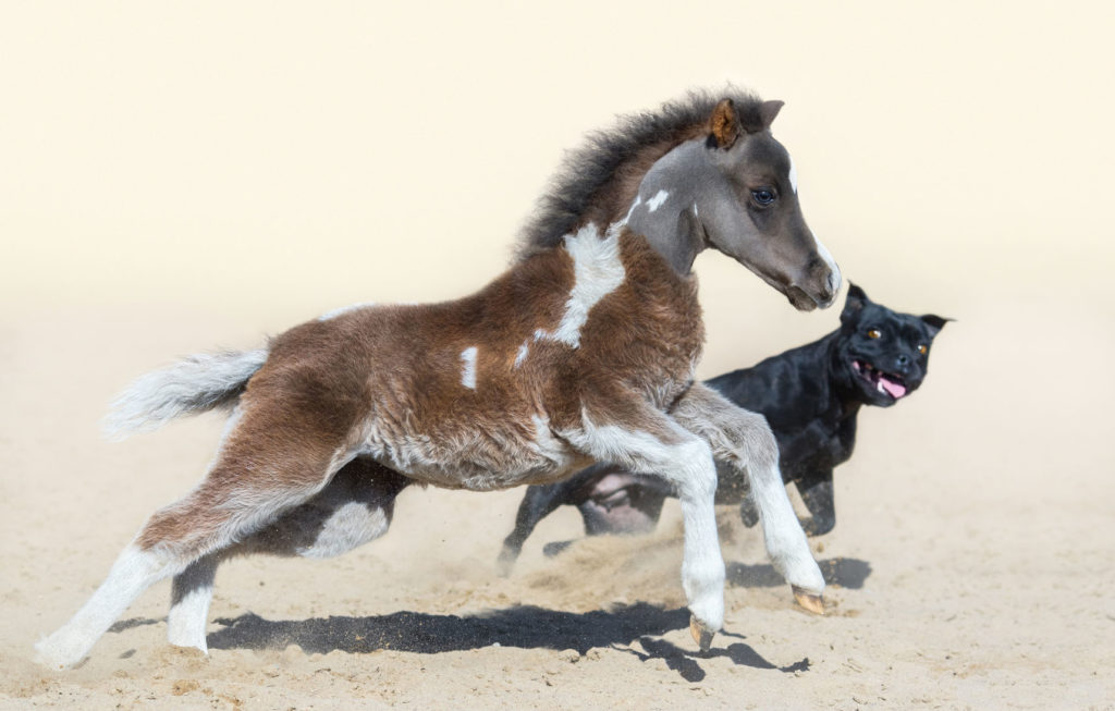 Imagen de caballo miniatura corriendo con perro bull terrier en la playa, en el post Cuidados e Higiene de los Caballos Miniatura | Zotal