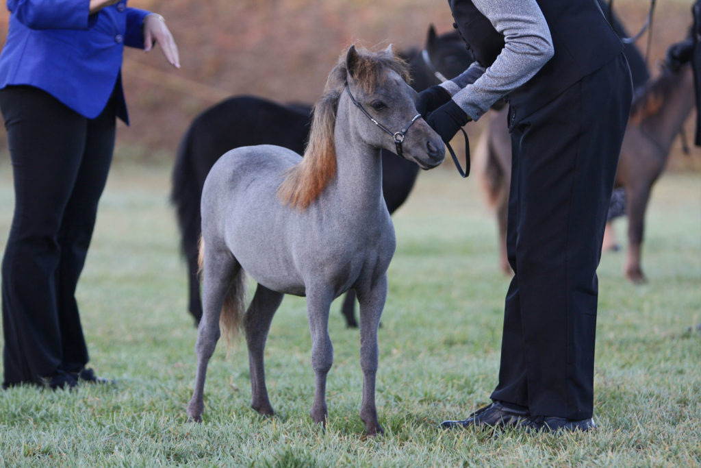 Imagen de caballo miniatura en el post Cuidados e Higiene de los Caballos Miniatura | Zotal