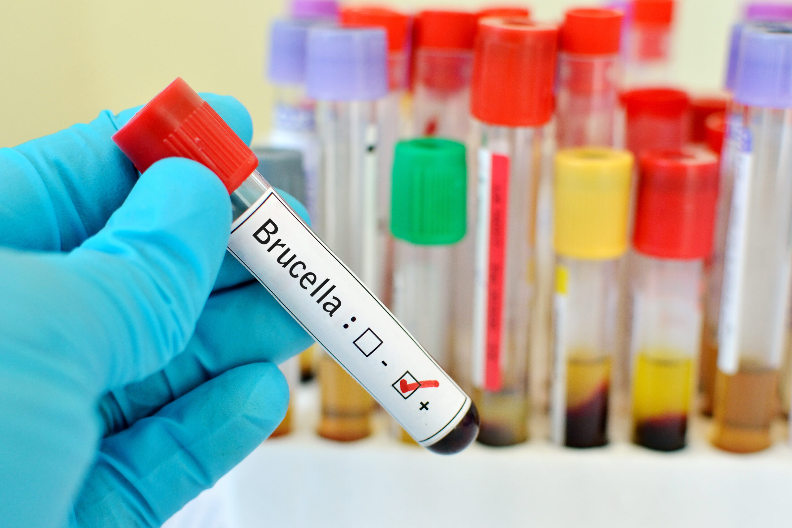 imagen destacada post Prevención de la brucelosis bovina