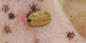 Imagen de garrapatas | Zotal Laboratorios