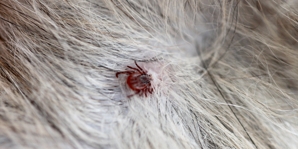 Imagen de garrapata entre pelaje de un perro | Post Eliminar las Garrapatas | Zotal Laboratorios