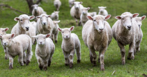 Imagen de corderos | Zotal