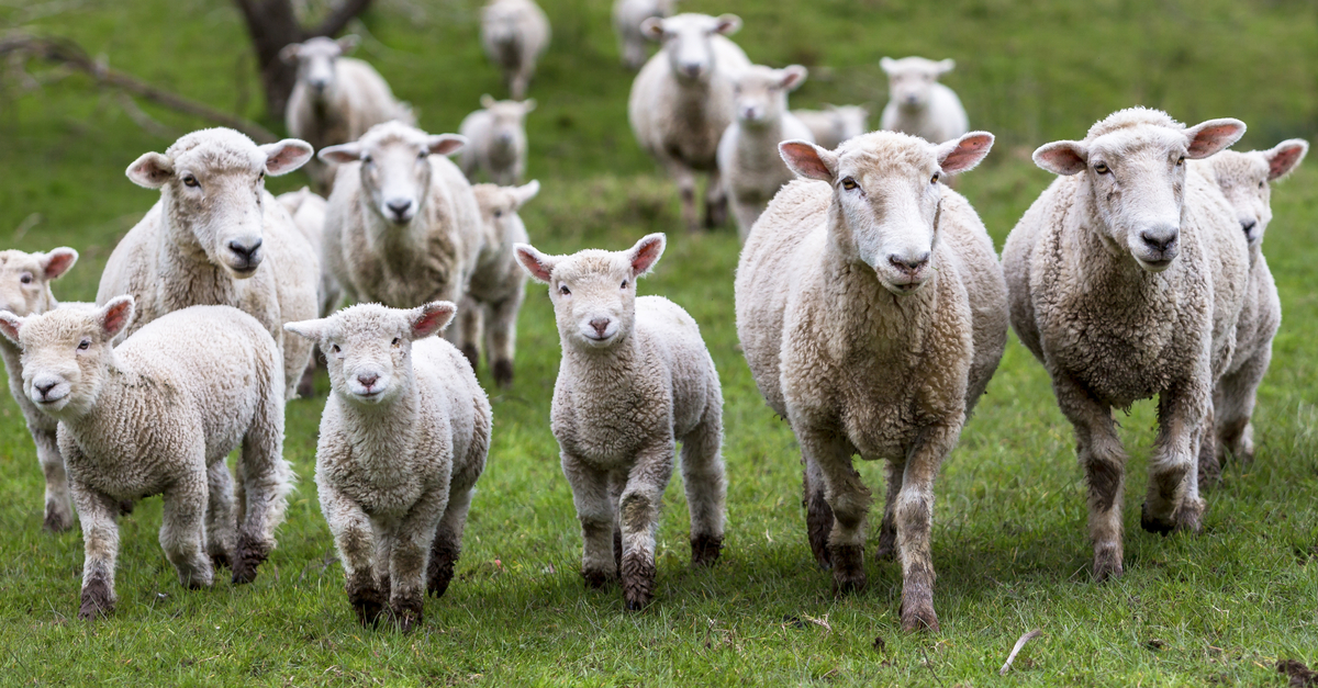 Imagen de corderos | Zotal