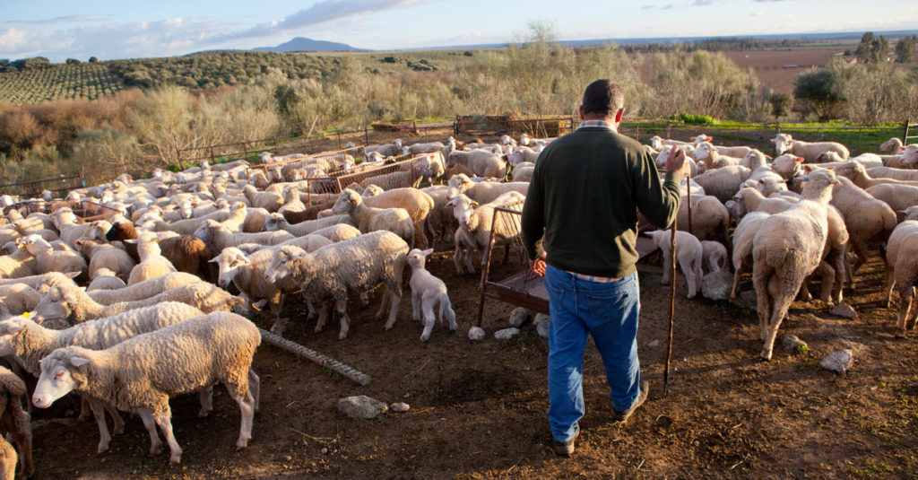Imagen de pastor con rebaño de ovejas | Cómo prevenir y controlar la diarrea en corderos y cabritos | Zotal Laboratorios