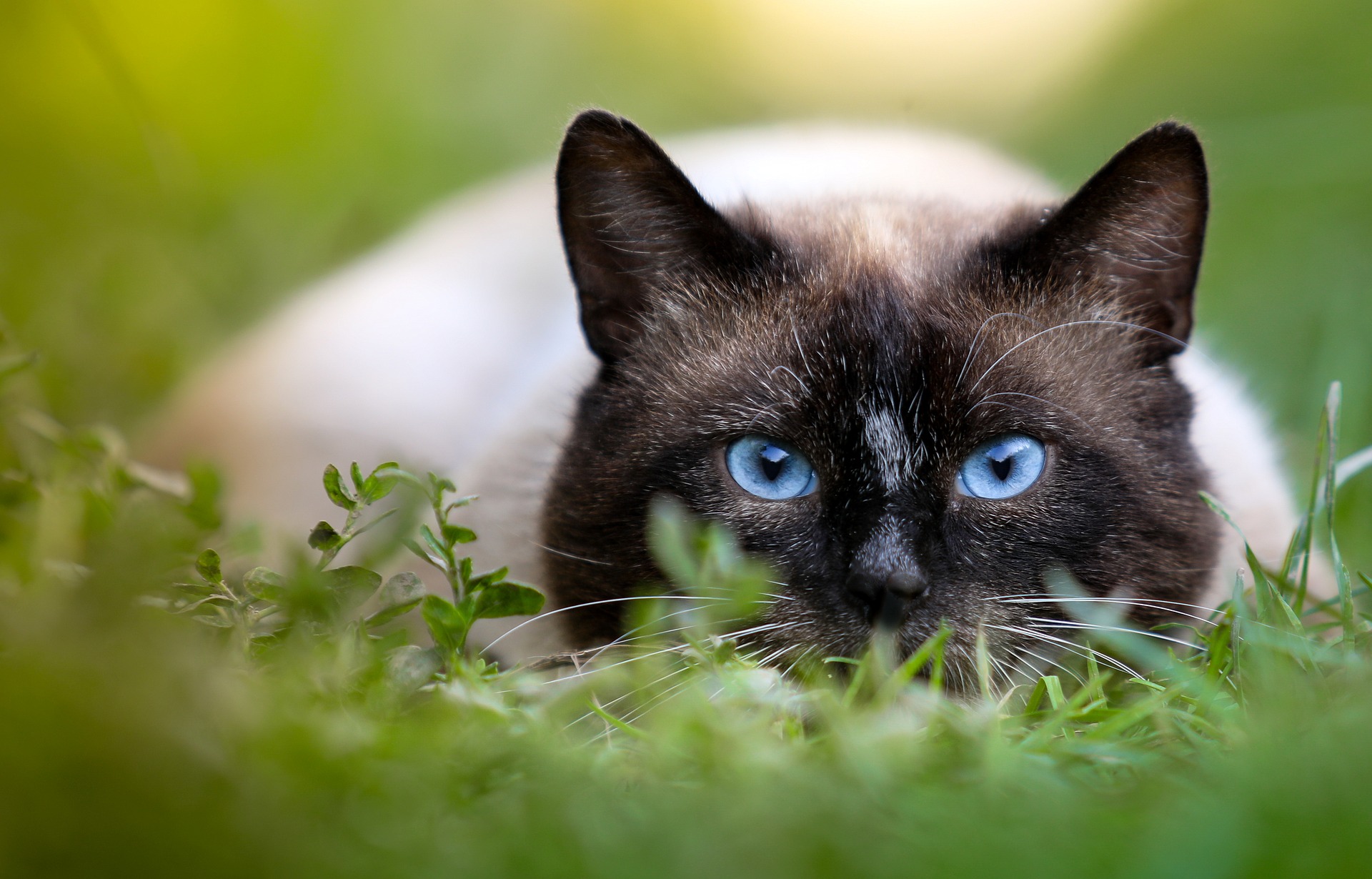 las razas de gato más resistentes