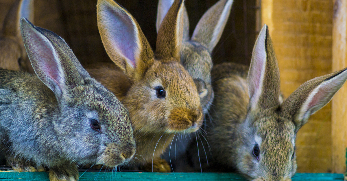 Imagen de conejos | Prevención, síntomas y tratamiento de la sarna en conejos | Zotal