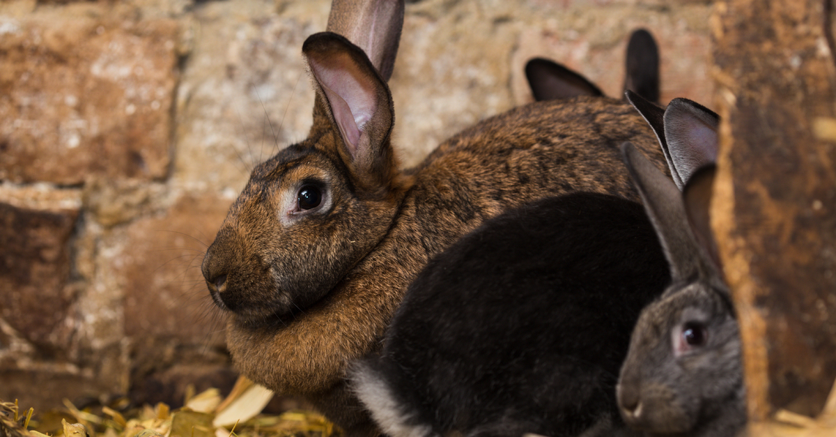 Imagen de conejos | Prevención, síntomas y tratamiento de la sarna en conejos | Zotal
