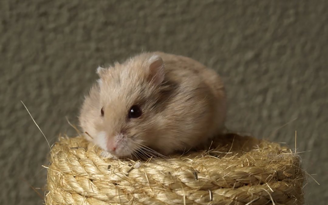 Consejos De Higiene Para Hamsters Zotal Laboratorios Consejos De Higiene Para Hamsters Zotal Laboratorios