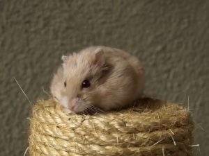imagen destacada de la noticia sobre consejos de higiene para hamsters