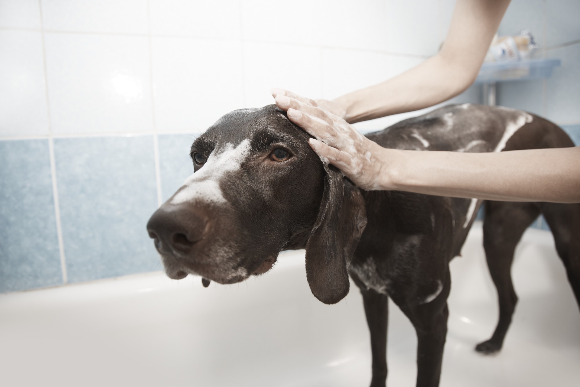 Imagen correspondiente al post Perros grandes: cuidados e higiene de Zotal
