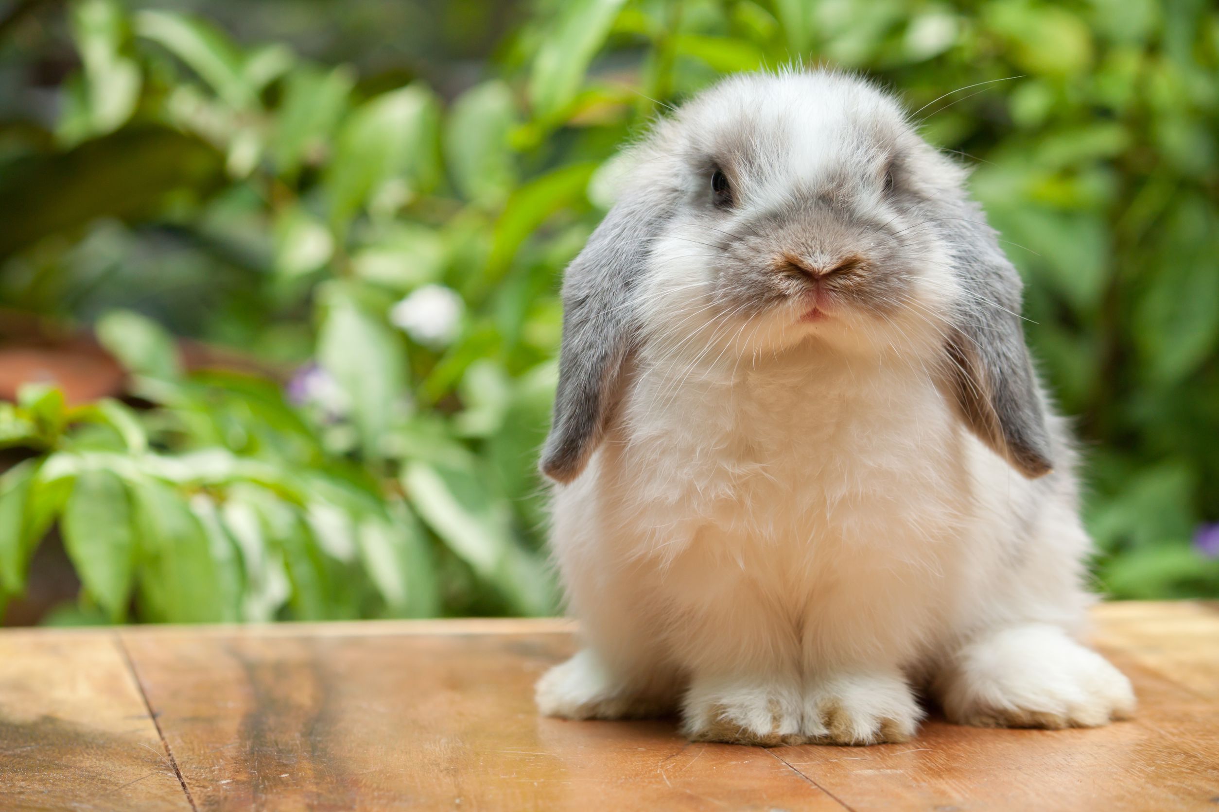 cuidado de un conejo como mascota