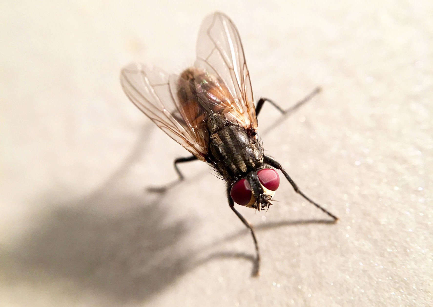 miasis cutanea