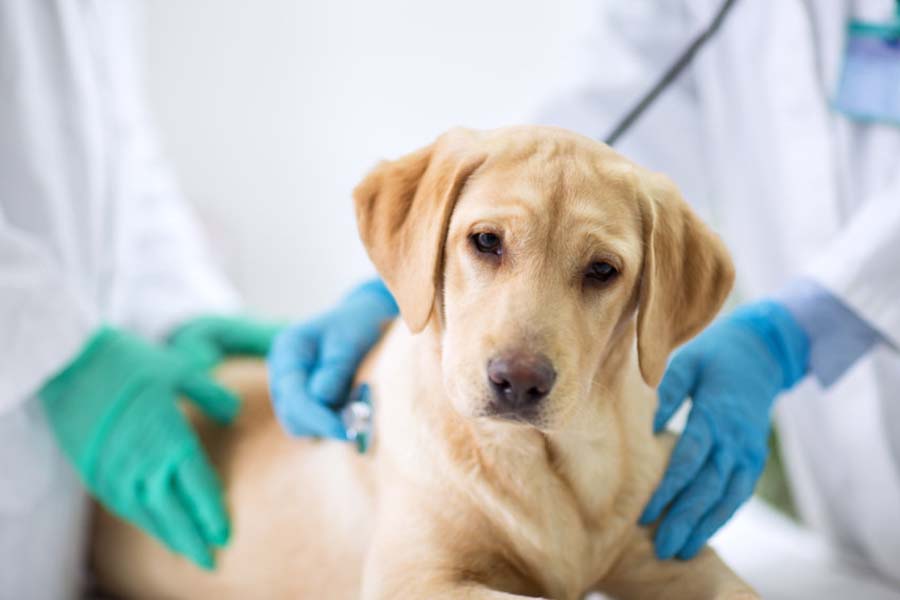 Parvovirus: el virus que más a los perros | ZOTAL Laboratorios