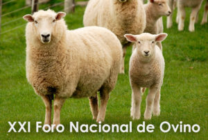 foro nacional de ovino