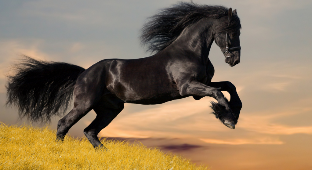 Masculinidad Diez años cazar Tipos y razas de caballos | Recopilación de razas y características - Zotal