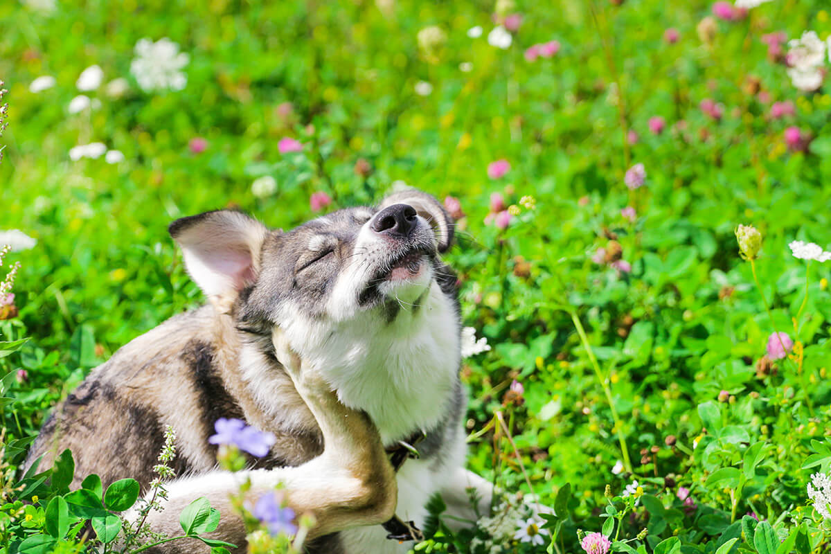 dermatitis canina