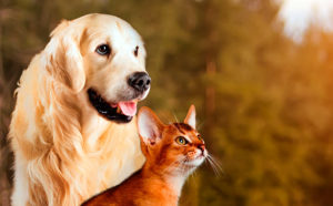 prevenir la leishmaniasis