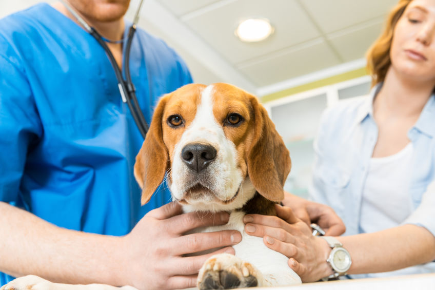 visita al veterinario prevenir la leishmaniasis