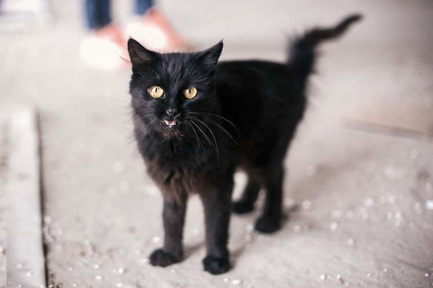mascotas para adoptar