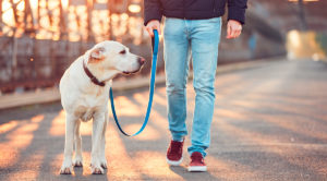 Desinfección de mascotas y coronavirus