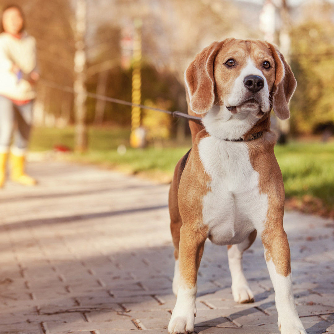 Mascotas y coronavirus: prevención y desinfección Prevencioncoronavirus