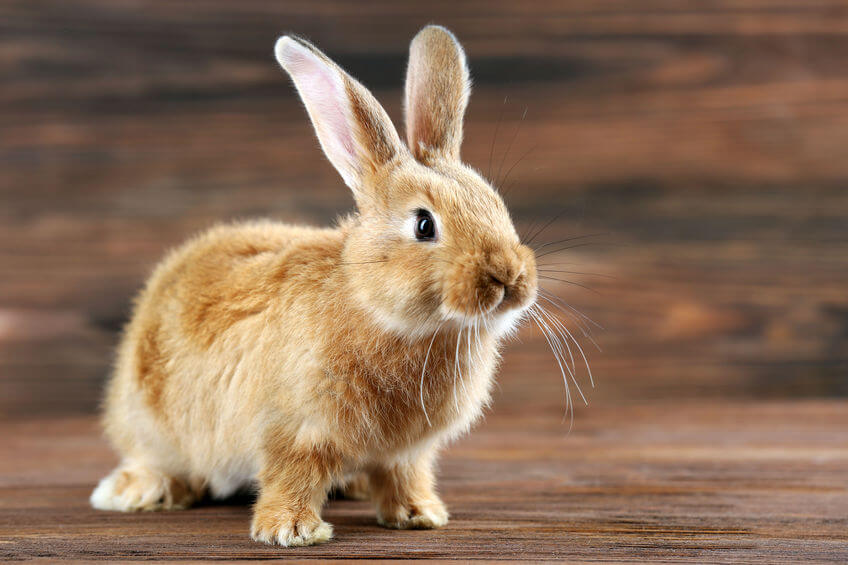otras enfermedades de los conejos