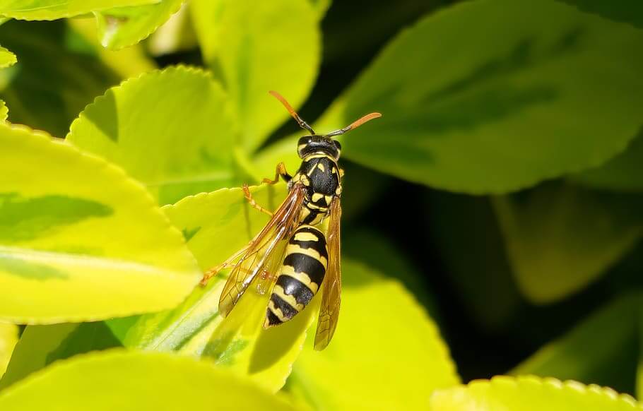 avispainsectosenprimavera