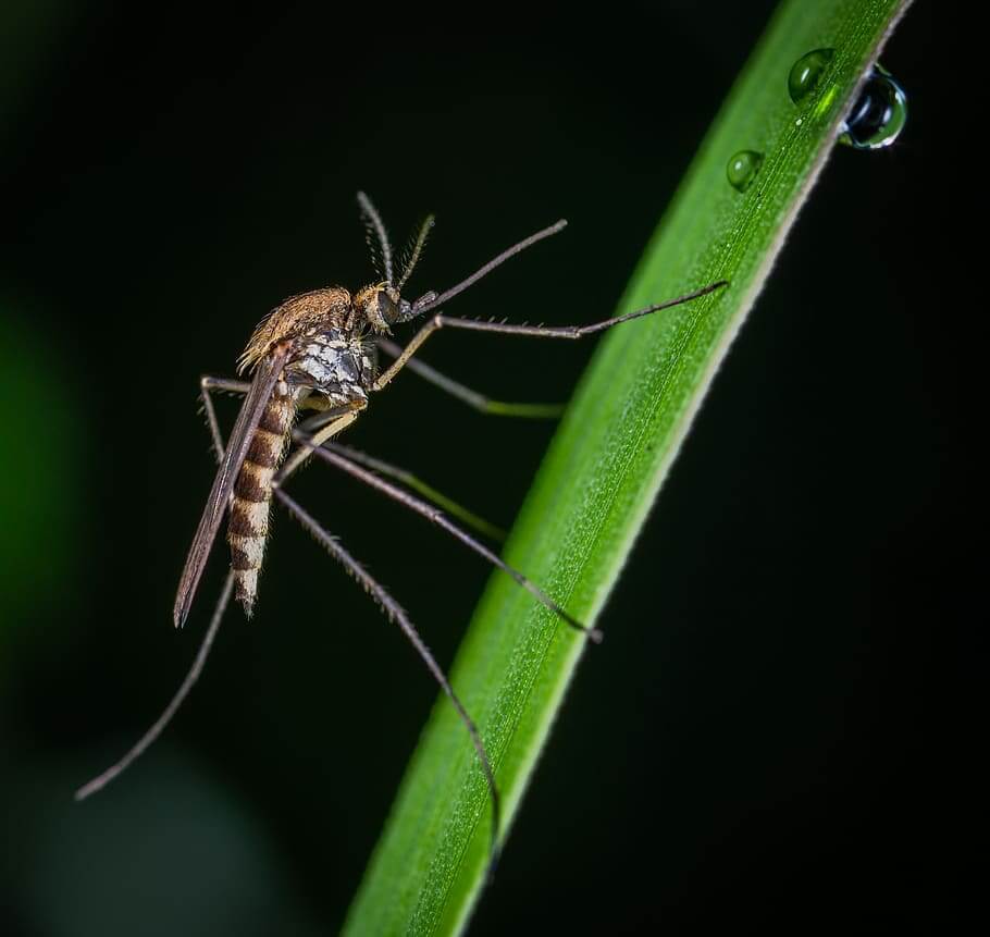 mosquitoinsectosprimavera