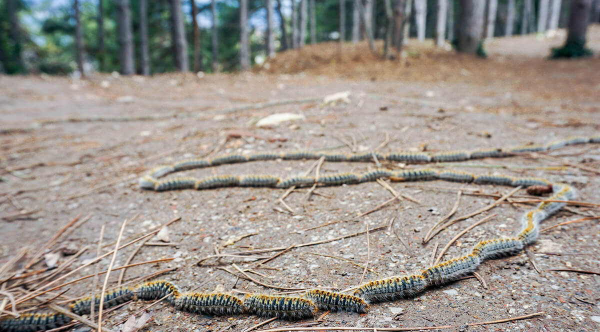 orugaprocesionaria