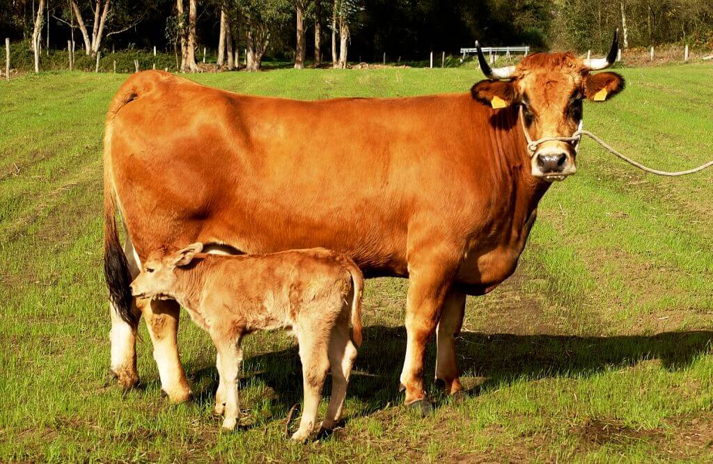raza bovina autoctona de fomento asturiana de los valles
